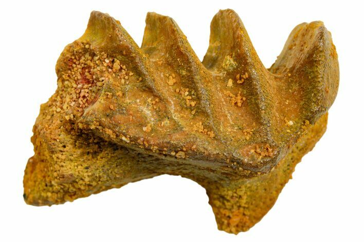 Cretaceous Lungfish (Ceratodus) Tooth Plate - Morocco #366752